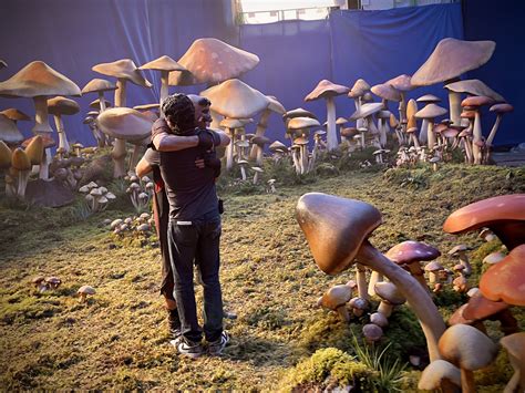 The Untold Story of Magic Mushroom Busts: A Deep Dive into Law Enforcement Efforts